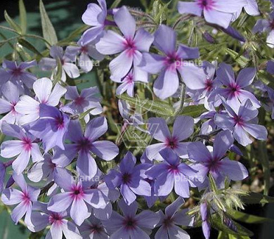 Phlox divaricata 'Chattahoochee'