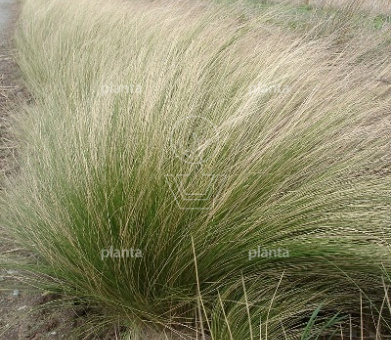 Stipa tenuifolia