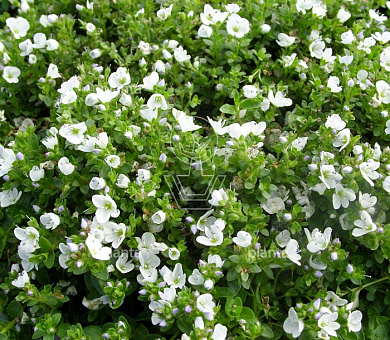 Veronica repens