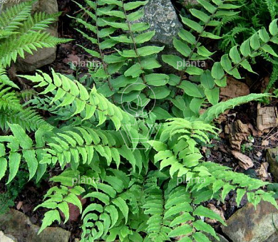Cyrtomium fortunei clivicola