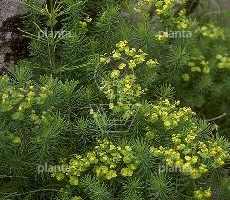 Euphorbia cyparissias