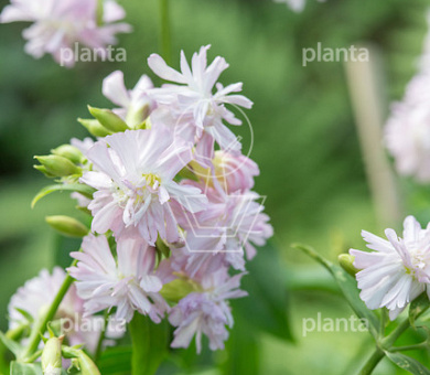 Saponaria officinalis