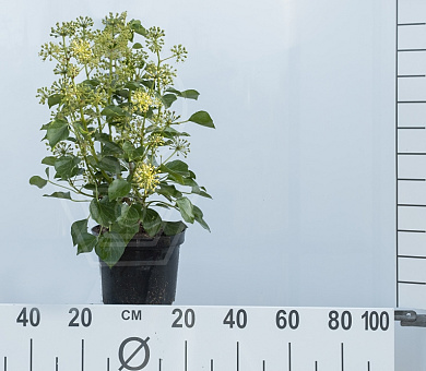 40 tot 50 cm hoog, pot 3 liter