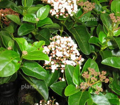 30 tot 40 cm hoog, pot 5 liter