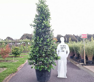 solitaire plant, 250 tot 300 cm hoog, in pot