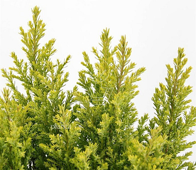 Chamaecyparis lawsoniana 'Ellwood's Gold'