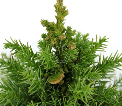 Cryptomeria japonica 'Monstrosa Nana'
