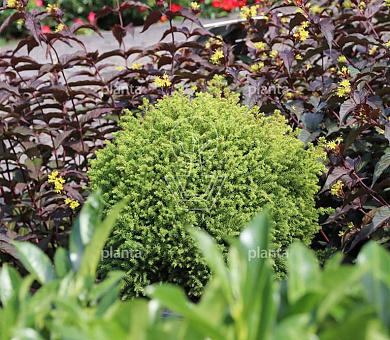 Cryptomeria japonica 'Vilmorin Gold'