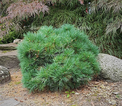 Pinus strobus 'Minima'