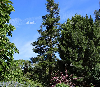 Sequoia sempervirens