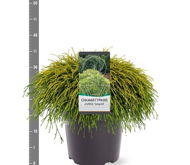 30 tot 40 cm hoog, pot 5 liter