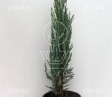 50 tot 60 cm hoog, pot 3 liter