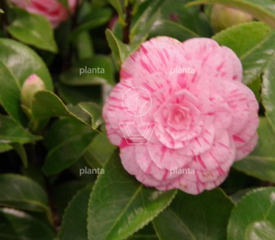 Camellia japonica 'William Bartlett'