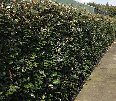 Elaeagnus ebb. 'Compacta'