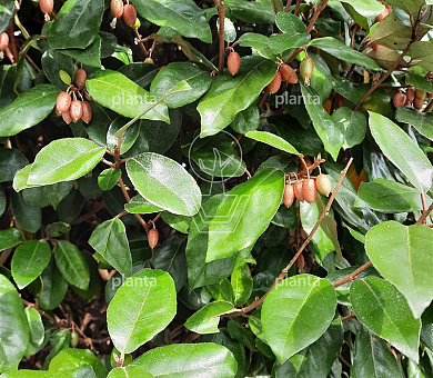 Elaeagnus ebb. 'Compacta'