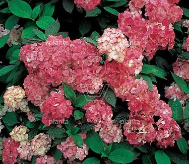 Hydrangea serrata 'Preziosa'