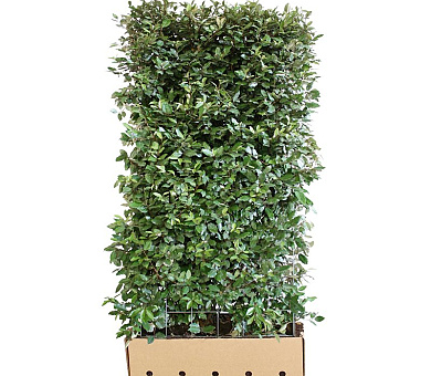 Quick Hedge Haagelement 100cm lang x 180cm hoog