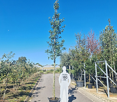 hoogstamboom, stamomtrek 12-14 cm, in pot