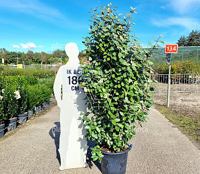 150 tot 175 cm hoog, pot 35 liter