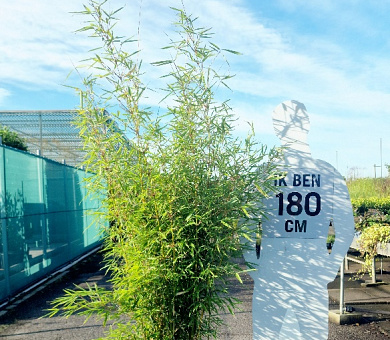 solitaire plant, 175 tot 200 cm hoog, pot 45 liter