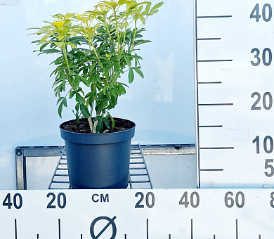 Pot 3 liter