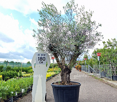 halfstamboom, toscanavorm, stamomtrek 50-60 cm, in pot