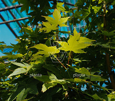 Acer palmatum 'Bihou'