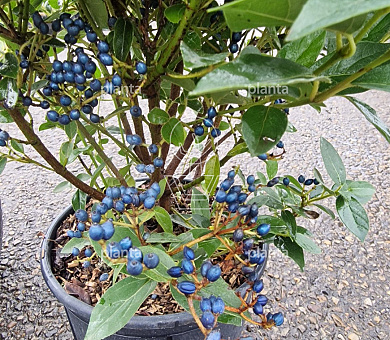 50 tot 60 cm hoog, pot 10 liter