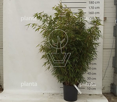 125 tot 150 cm hoog, pot 15 liter