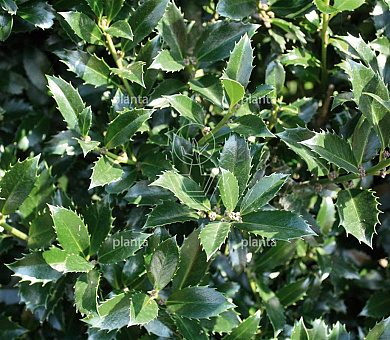 Quick Hedge Haagelement 100cm lang x 120cm hoog