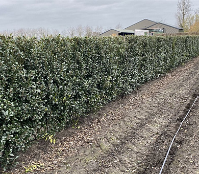 Quick Hedge Haagelement 100cm lang x 150cm hoog