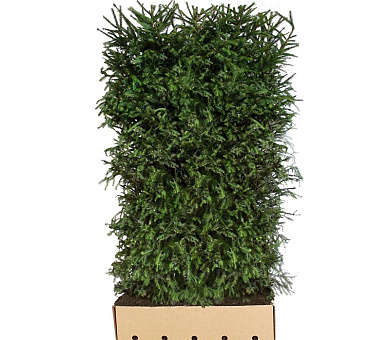 Quick Hedge Haagelement 100cm lang x 200cm hoog