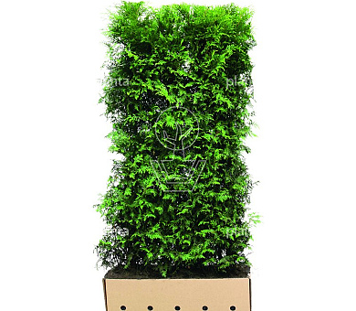 Quick Hedge Haagelement 100cm lang x 200cm hoog