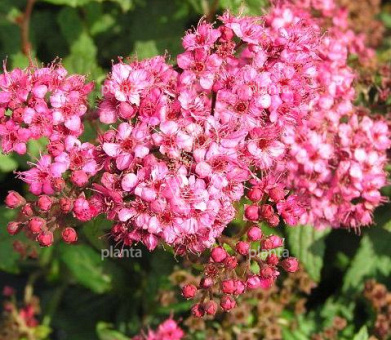 Spiraea japonica 'Dart's Red'