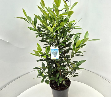 60 tot 80 cm hoog, pot 5 liter
