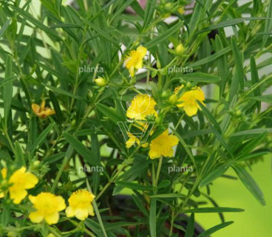 Hypericum 'Sunny Boulevard'
