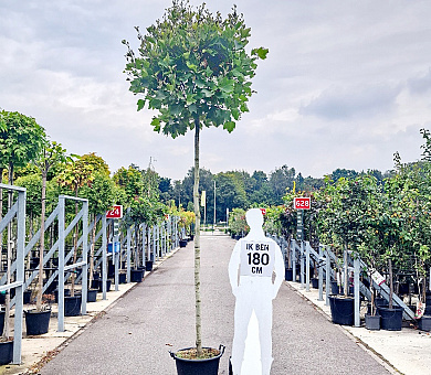 hoogstamboom, stamomtrek 16-18 cm, in pot