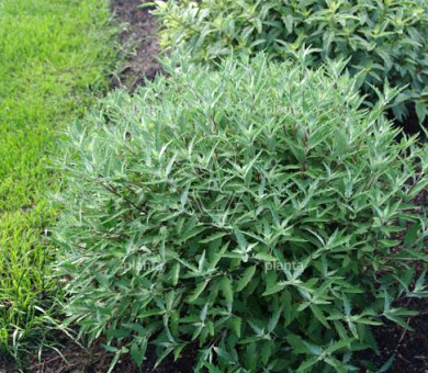 Caryopteris clandonensis ' Sterling Silver' 