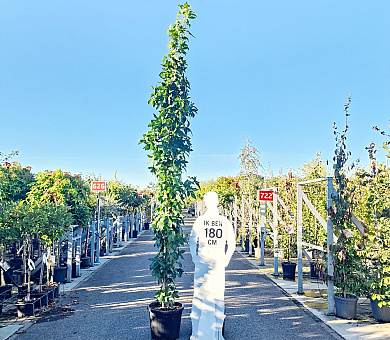 laag vertakte boom, stamomtrek 8-10 cm, in pot