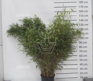 100 tot 125 cm hoog, pot 15 liter