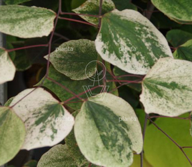 Cercis canadensis 'Carolina Sweetheart'