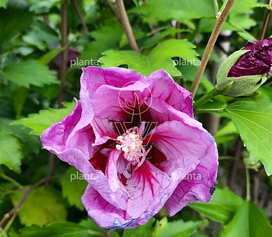 Hibiscus sinensis 'Flower Tower Purple'