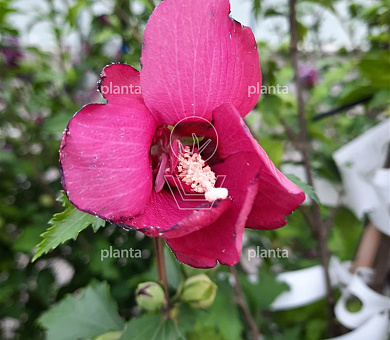 Hibiscus sinensis 'Flower Tower Red'
