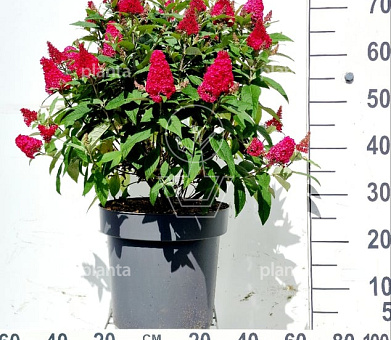 60 tot 80 cm hoog, pot 12 liter
