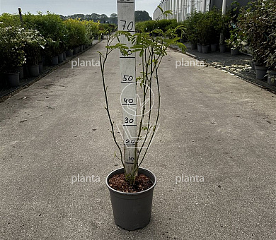 50 tot 60 cm hoog, pot 5 liter