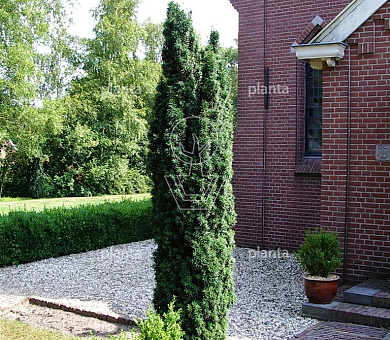 Taxus baccata 'Fastigiata'
