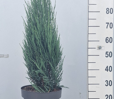 100 tot 125 cm hoog, pot 12 liter