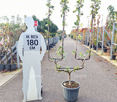 u-vormige lage leiboom, 150 tot 175 cm hoog, in pot