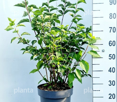 100 tot 125 cm hoog, pot 12 liter