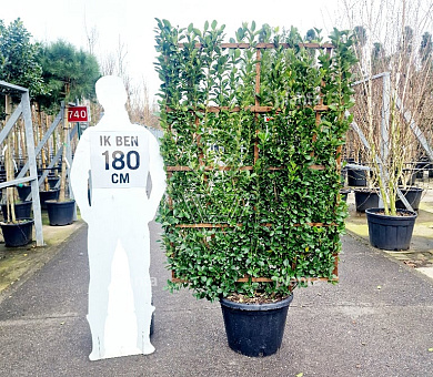 laagstam leiboom, rek (BxH) 110 x 160 cm